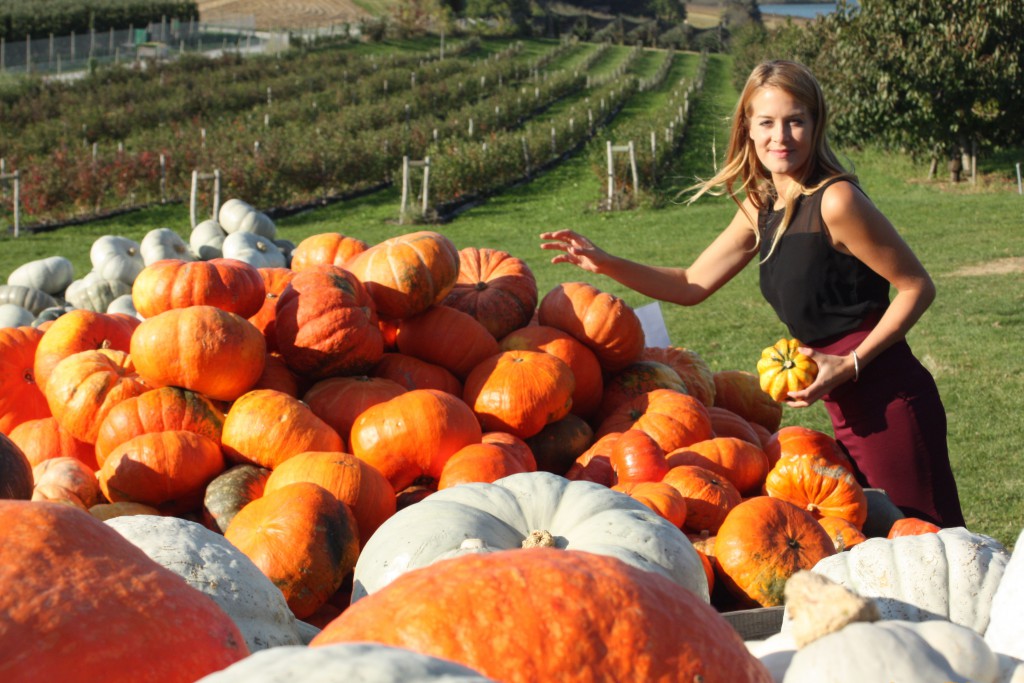 Svirig Blog Post Happy Halloween Field of pumpkins